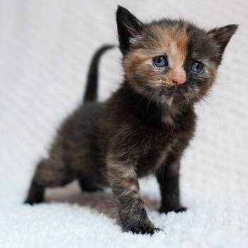 Domestic Short Hair Cats Available for Adoption in Fulton, Missouri - Cheyenne | PetCurious