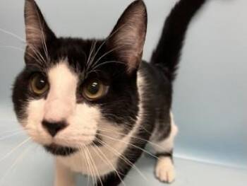Milo -  Domestic Short Hair Cat for Adoption in Woodbury, Minnesota - Milo | PetCurious
