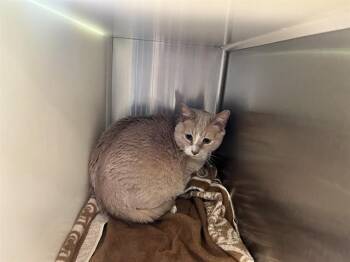 DR. PEPPER -  Domestic Short Hair Cat for Adoption in Colorado Springs, Colorado - DR. PEPPER | PetCurious