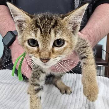 Twighlight Sparkle -  Domestic Short Hair Cat for Adoption in Hudson, New Hampshire - Twighlight Sparkle | PetCurious