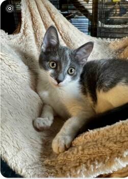 Rescue Domestic Short Hair Cats for Adoption in Gardena, California - Pallet | PetCurious