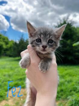Fez -  Domestic Short Hair Cat for Adoption in Bethel, Ohio - Fez | PetCurious