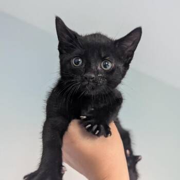 Coal -  Domestic Short Hair Cat for Adoption in Philadelphia, Pennsylvania - Coal | PetCurious