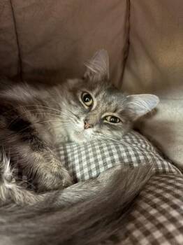 STARFIRE -  Domestic Long Hair Cat for Adoption in Sugar Land, Texas - STARFIRE | PetCurious