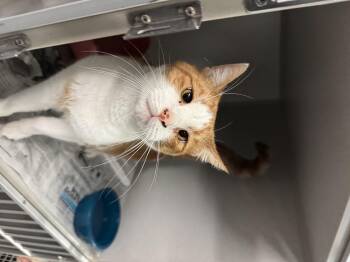 Rescue Domestic Short Hair Cats for Adoption in Pottsville, Pennsylvania - Marcel | PetCurious