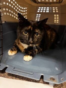 Rescue Domestic Short Hair Cats for Adoption in West Chester, Pennsylvania - Flip Flop (Bella) | PetCurious