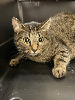 HELGA PAWTAKI -  Domestic Short Hair Cat Available for Adoption in Baytown, Texas - HELGA PAWTAKI | PetCurious