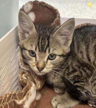 Prada -  Domestic Short Hair Cat for Adoption in Golden, Colorado - Prada | PetCurious