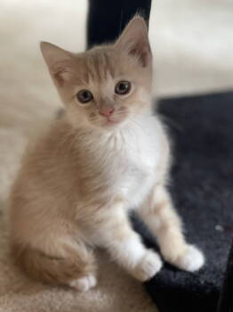 Rescue Domestic Short Hair Cats for Adoption in Riverside, California - Pugsley | PetCurious
