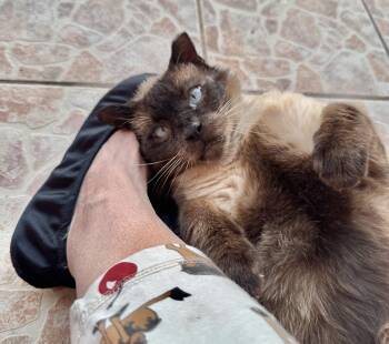 Rescue Siamese Cats for Adoption in Port Orange, Florida - Simon (SIAMESE-blue Eyes) *VIDEO* | PetCurious