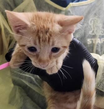 CARNIVAL -  Domestic Short Hair Cat for Adoption in Pueblo, Colorado - CARNIVAL | PetCurious