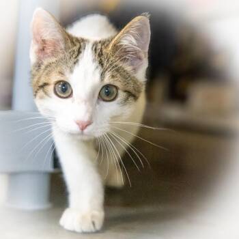 Amuck -  Domestic Short Hair Cat for Adoption in Topeka, Kansas - Amuck | PetCurious