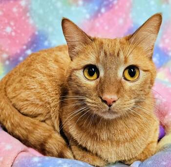 Alice - Rancho Cucamonga PetSmart -  Domestic Short Hair Cat for Adoption in Yorba Linda, California - Alice - Rancho Cucamonga PetSmart | PetCurious