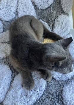 Baby Grey -  Domestic Short Hair and Russian Blue Cat for Adoption in St. Augustine, Florida - Baby Grey | PetCurious