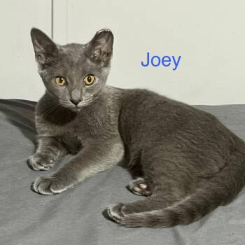 Joey -  Domestic Short Hair Cat for Adoption - Joey | PetCurious