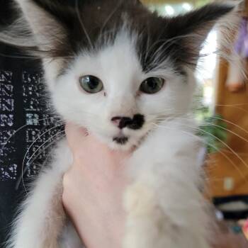 Chibby -  Domestic Short Hair Cat for Adoption in Buffalo, Wyoming - Chibby | PetCurious