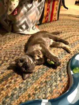 Marble -  Dilute Tortoiseshell and Domestic Short Hair Cat for Adoption in Cincinnati, Ohio - Marble | PetCurious