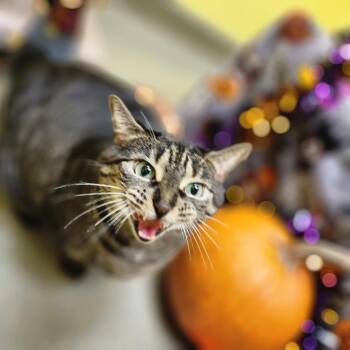 Rescue Domestic Short Hair Cats for Adoption in Manassas, Virginia - PANINI | PetCurious