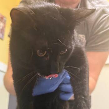 Jelly Bean -  Domestic Short Hair Cat for Adoption in Charlottesville, Virginia - Jelly Bean | PetCurious