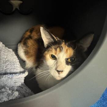 Jane P -  Domestic Short Hair Cat for Adoption in Baltimore, Maryland - Jane P | PetCurious