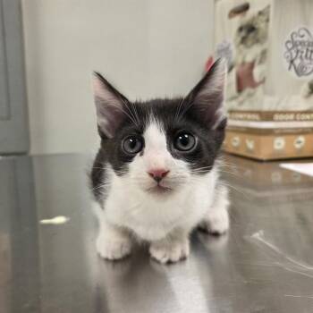 Domestic Short Hair Cats Available for Adoption in Ontario, California - OAKLEY | PetCurious