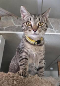 Wren -  Tabby and Domestic Short Hair Cat for Adoption in Attalla, Alabama - Wren | PetCurious