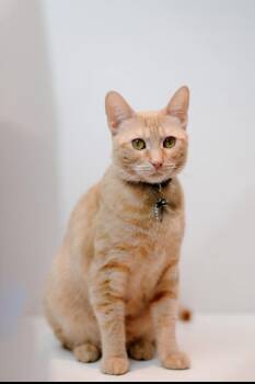 Domestic Short Hair Cats Available for Adoption - Coco | PetCurious