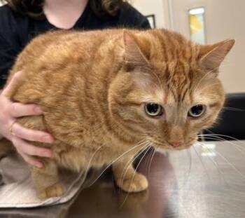 Alfred -  Domestic Short Hair Cat for Adoption in Fishers, Indiana - Alfred | PetCurious