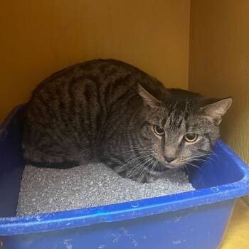 Rescue Domestic Short Hair Cats for Adoption in Philadelphia, Pennsylvania - Rory | PetCurious