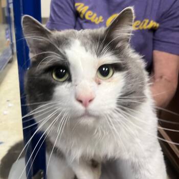 Domestic Medium Hair Cats Available for Adoption - Clyde - 020605U | PetCurious