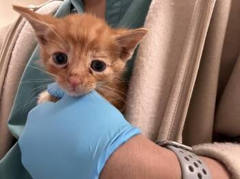 Domestic Long Hair Cats Available for Adoption in Riverside, California - WAZOWSKI | PetCurious