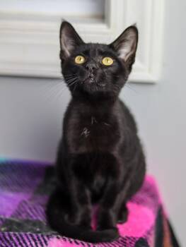 Beethoven -  Domestic Short Hair Cat for Adoption in Lewisburg, Tennessee - Beethoven | PetCurious