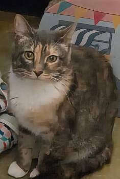 Dilute Calico Cats Available for Adoption in Swansea, Illinois - Penny | PetCurious