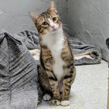 Domestic Short Hair Cats Available for Adoption - Crocus | PetCurious
