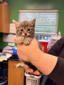 Sneezy -  Domestic Short Hair Cat for Adoption in Kansas City, Missouri - Sneezy | PetCurious