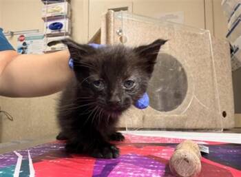 BLU -  Domestic Short Hair Cat for Adoption in Riverside, California - BLU | PetCurious
