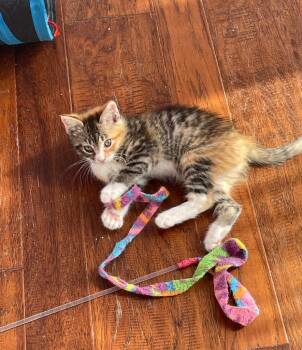 Belle Star -  Domestic Short Hair Cat for Adoption in Ogden, Utah - Belle Star | PetCurious