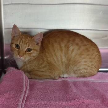 Rescue Domestic Short Hair Cats for Adoption in Ottawa, Kansas - Ginger | PetCurious