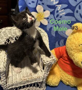 Domestic Short Hair Cats Available for Adoption - Cosmo | PetCurious
