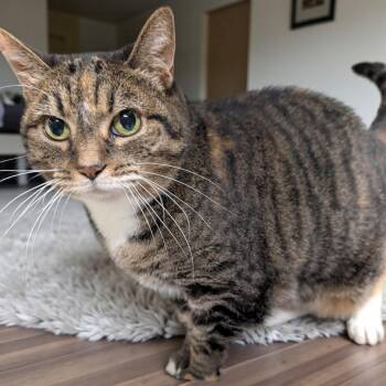 Rescue Tabby and Calico Cats for Adoption in Chuckey, Tennessee - Trixie SC | PetCurious