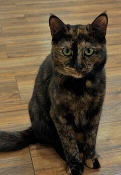 Rescue Domestic Short Hair Cats for Adoption in Clifton, New Jersey - Cats In Need Of A New Home | PetCurious