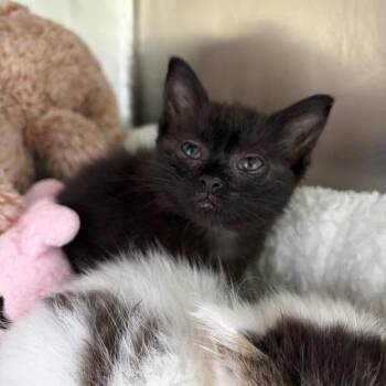 Cholula -  Domestic Short Hair Cat for Adoption in Chattanooga, Tennessee - Cholula | PetCurious