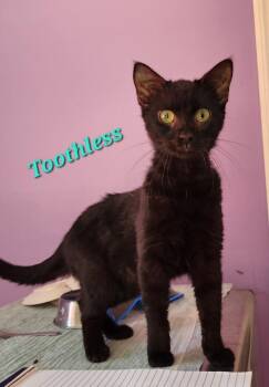 Domestic Short Hair Cats Available for Adoption in Cambridge, Maryland - Toothless | PetCurious
