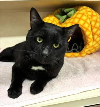 Domestic Short Hair Cats Available for Adoption in Elmsford, New York - Rebel Available 5/8 | PetCurious