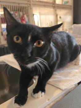 Rescue Tuxedo Cats for Adoption in Greensboro, Alabama - Catfish | PetCurious
