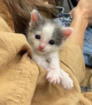 The Great Gazoo -  Domestic Short Hair Cat for Adoption in Fort Lupton, Colorado - The Great Gazoo | PetCurious