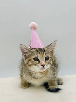 Domestic Short Hair Cats Available for Adoption in Bowling Green, Kentucky - Tonya | PetCurious