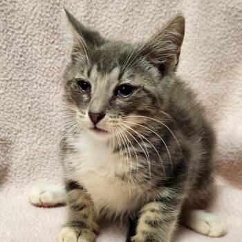 Tiger -  Domestic Short Hair Cat for Adoption in Brighton, Missouri - Tiger | PetCurious