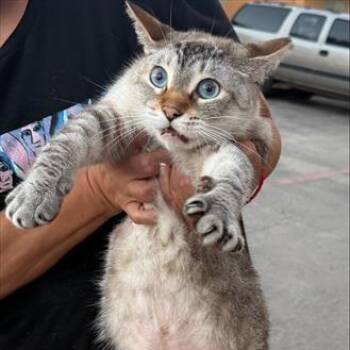 ROSIE -  Domestic Short Hair Cat for Adoption in San Antonio, Texas - ROSIE | PetCurious