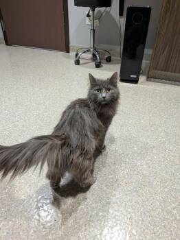 Domestic Long Hair Cats Available for Adoption - Thunder | PetCurious